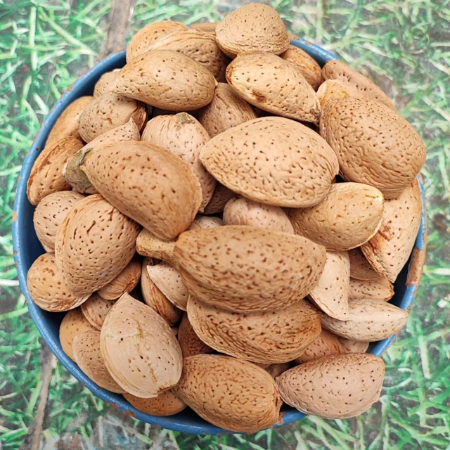 بادام درختی نیم کیلویی